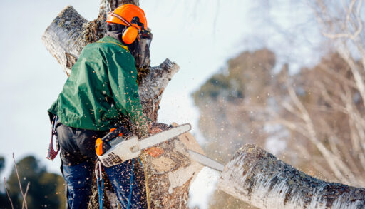 Man in a green jacket with an orange helmet using a chainsaw to cut a tree.