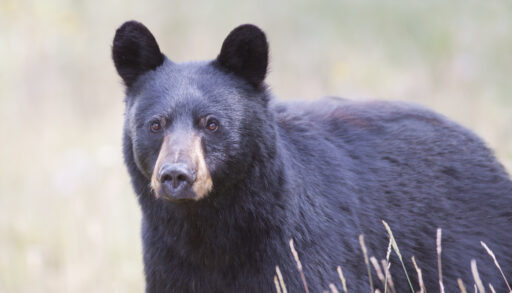 Close-up of a black bear in a field.
