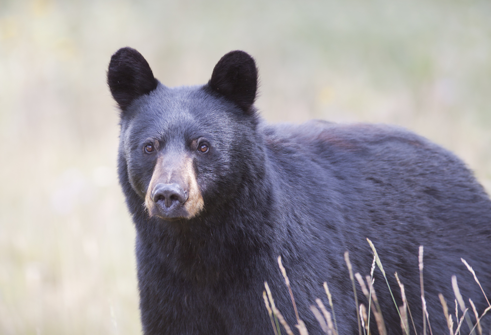 Close-up of a black bear in a field.