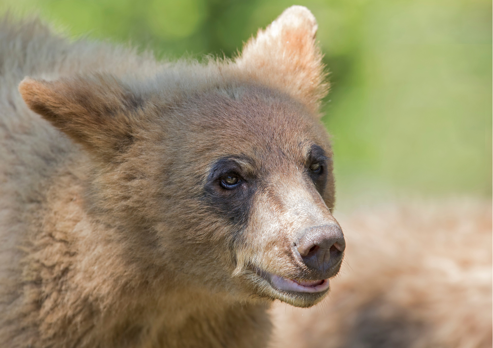 Close-up of a white-phase, cinnamon-coloured black bear.