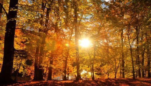 The sun shining through a forest with yellow leaves in autumn.