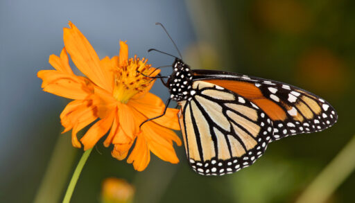 Orange monarch butterfly perched on an orange flower.