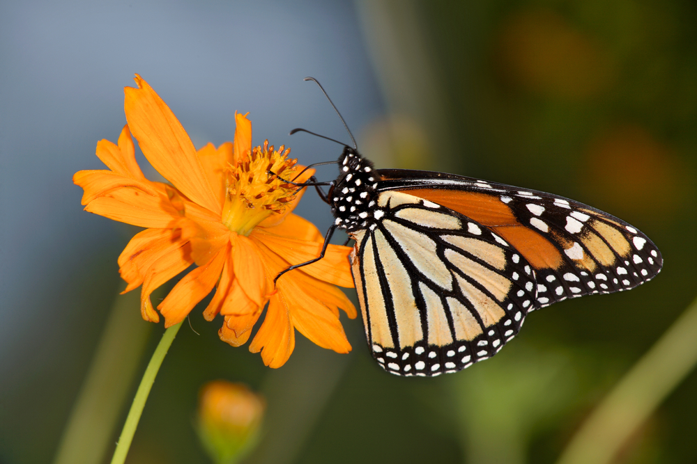 Orange monarch butterfly perched on an orange flower.