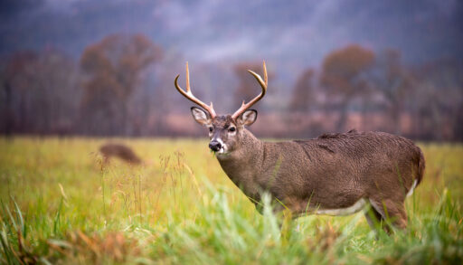 Male whitetail deer with antlers in a field.