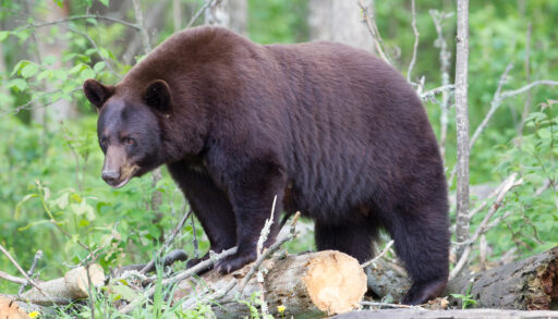 Brown bear standing on a long in a forest.