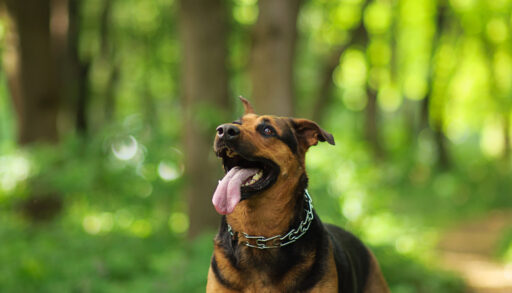 Close-up of a brown and black dog looking upwards and panting in a forest.