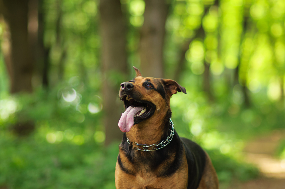 Close-up of a brown and black dog looking upwards and panting in a forest.