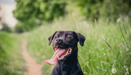 Close-up of a dark brown dog panting in a field.