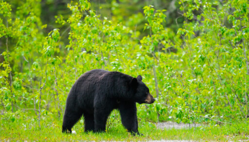 Black bear in a green field.