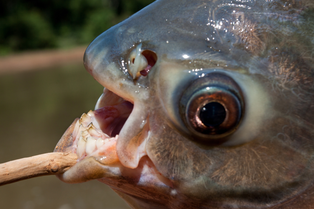 Close-up of the white teeth of the pacu fish.