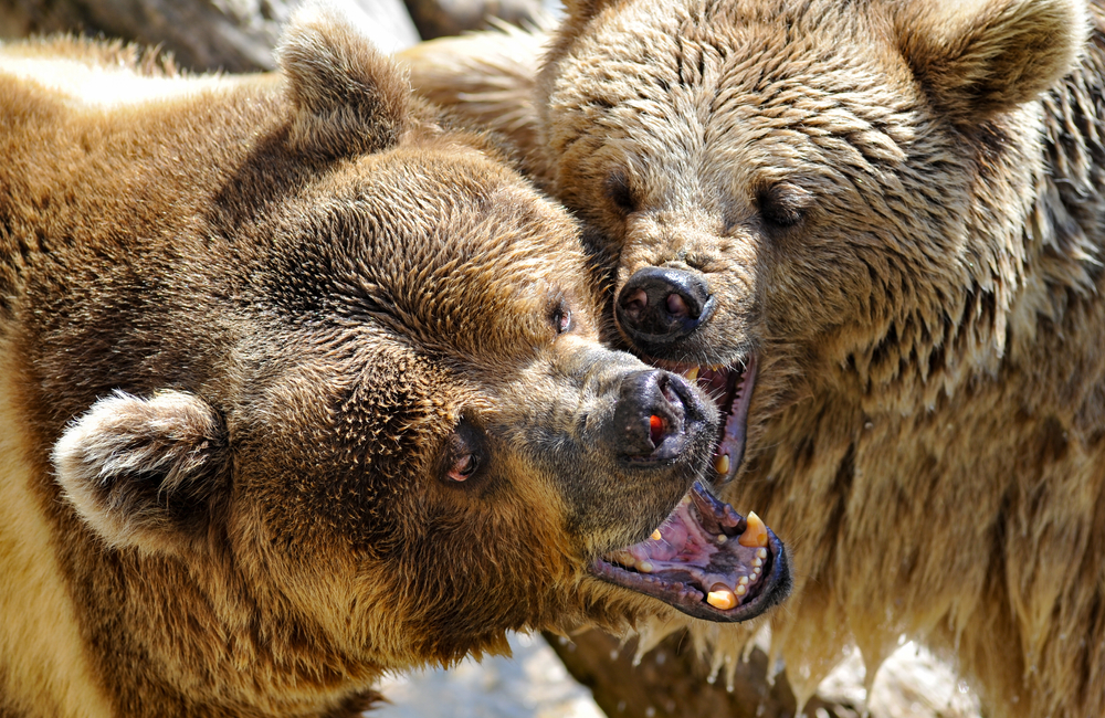 Two grizzly bears play fighting.