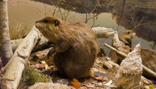 Beaver standing next to a fallen tree.