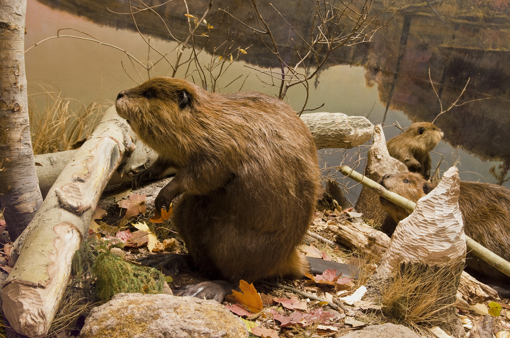 Beaver standing next to a fallen tree.
