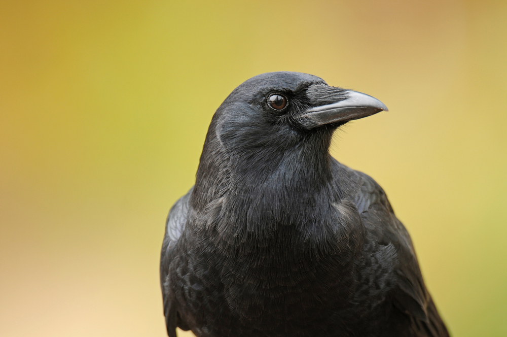 Close-up of a black crow with a blurred green background.