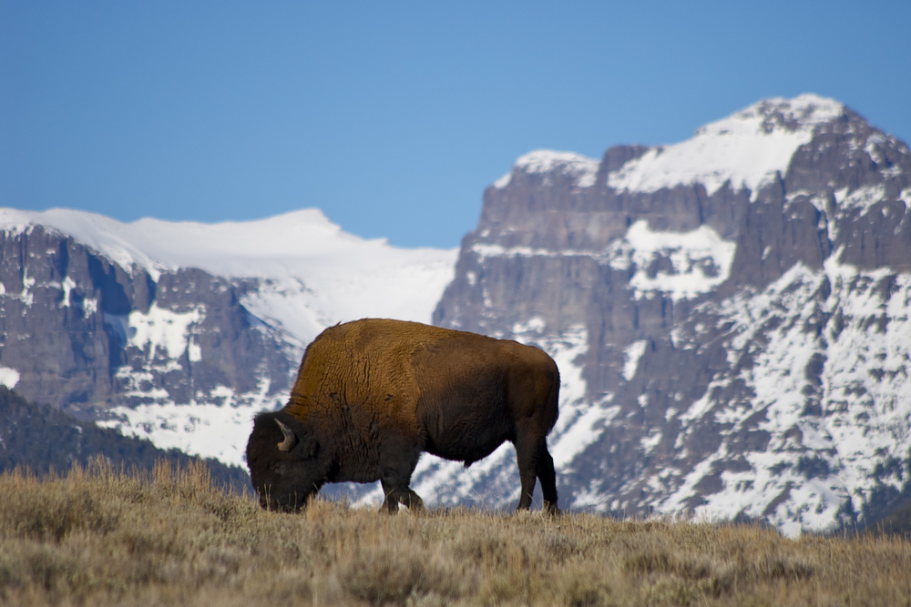 Brown bison on a hill surrounded by mountains.