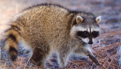 Close-up of a raccoon walking in a field.