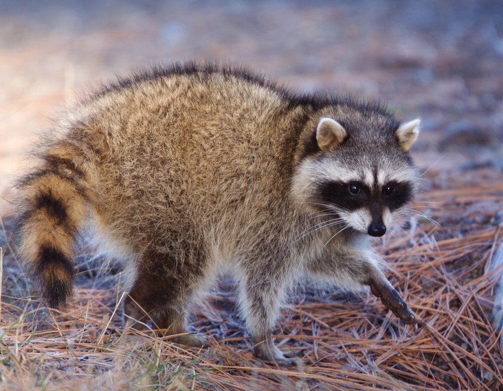 Close-up of a raccoon walking in a field.