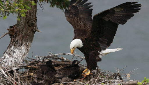 Bald eagle landing in a nest with a few black chicks.