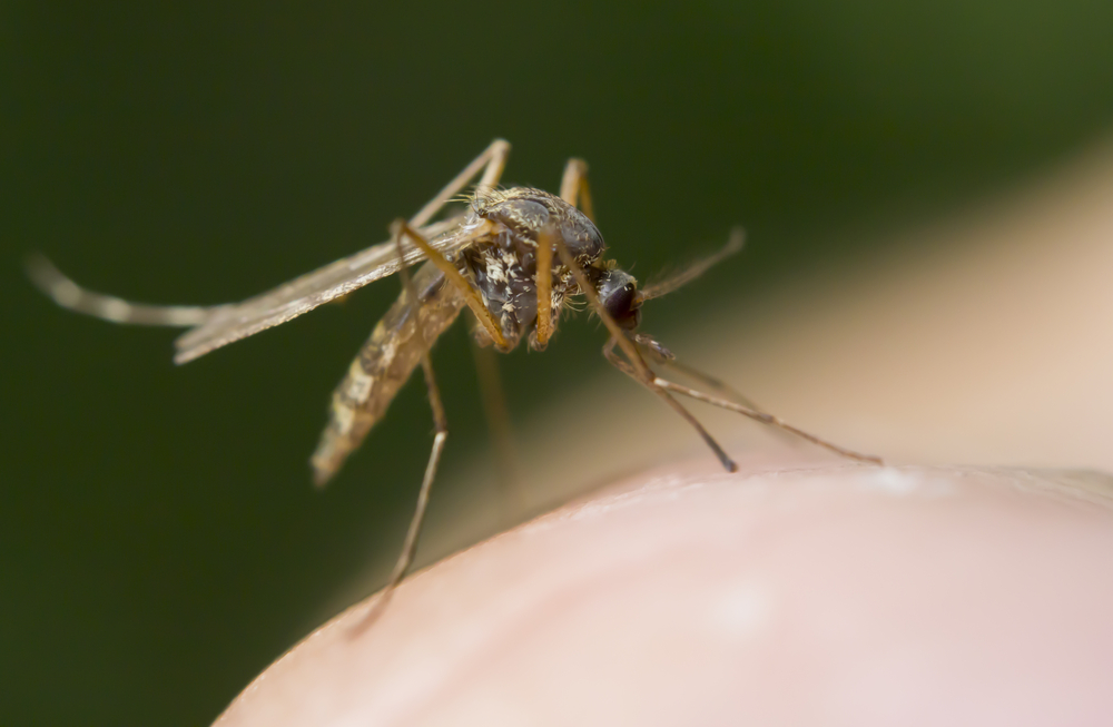 Close-up of a mosquito landing on a person's arm.