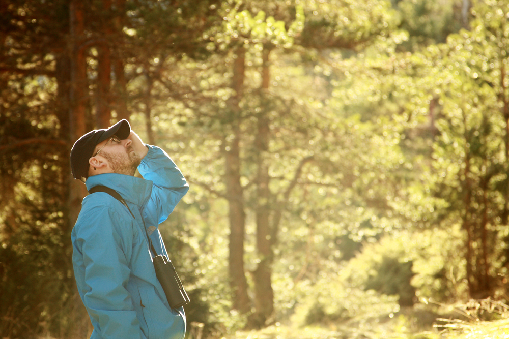 Man in a blue jacket watching for birds in a forest early in the morning.