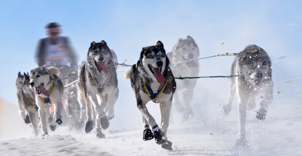 Husky dogs pull a person on a dog sled.