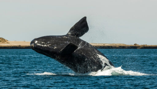 North Pacific Right or North Atlantic Right Whale breaching the water's surface.
