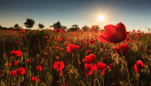 The sun shining through a field of red poppies.