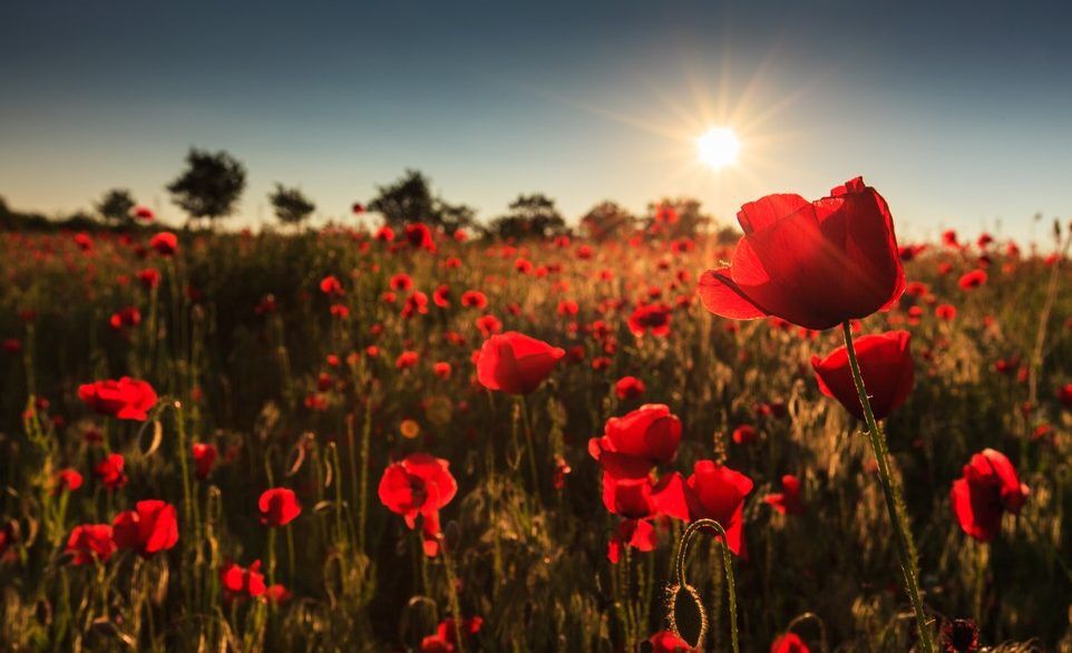 The sun shining through a field of red poppies.