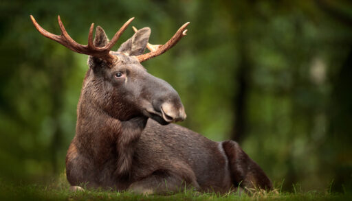 Brown moose standing in a green field.
