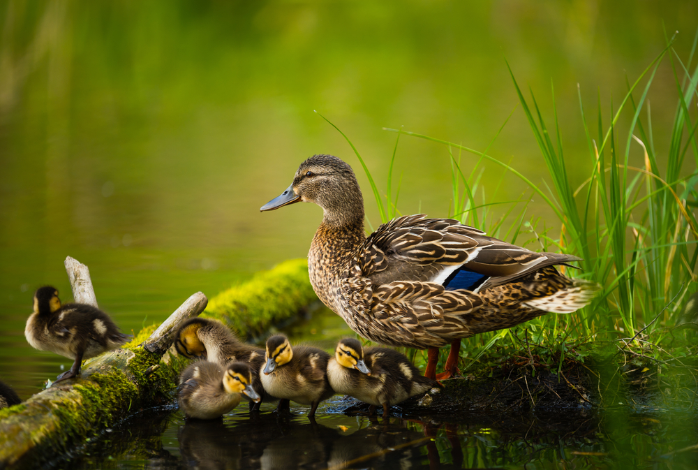 Female mallard duck with her ducklings near a pond.