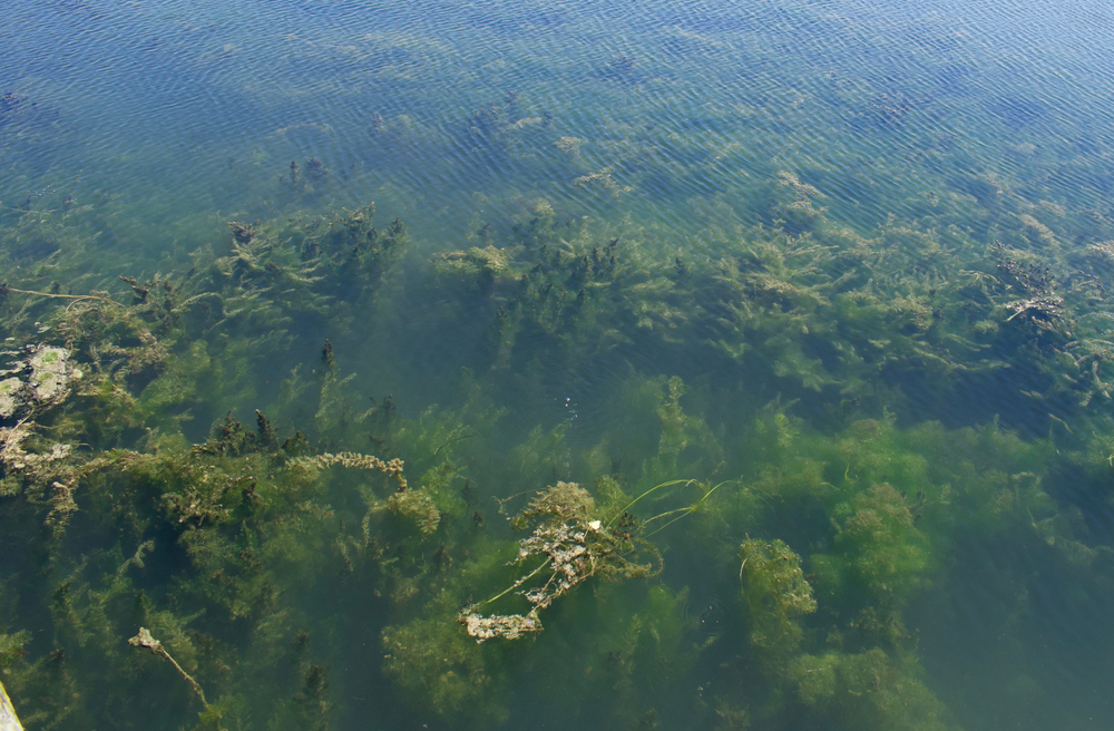 Overhead view of dark green algae blooms on Lake Erie.