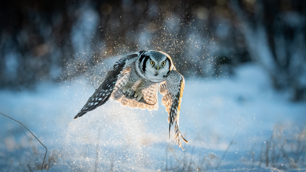 Northernhawk owl flying low over snow-covered ground.
