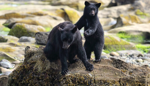 Two black bears on a rock.