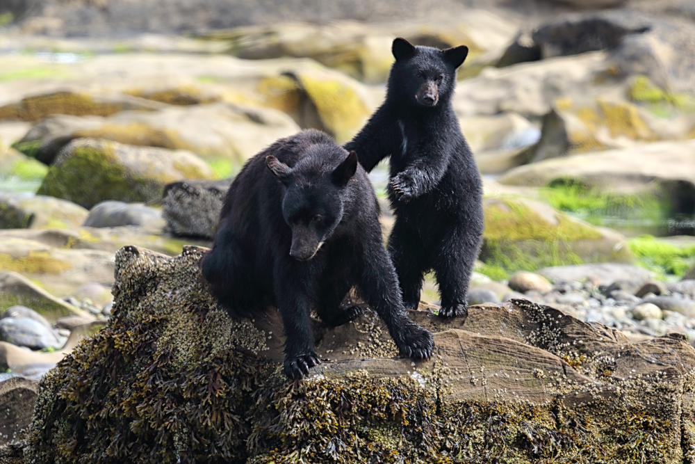Two black bears on a rock.