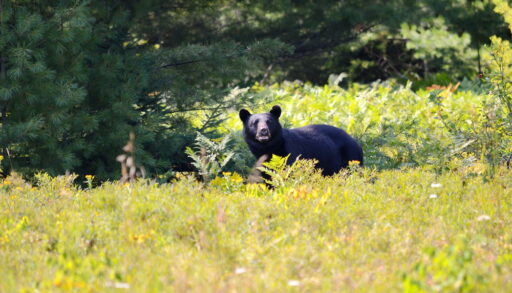 Male black bear walking in a green field.