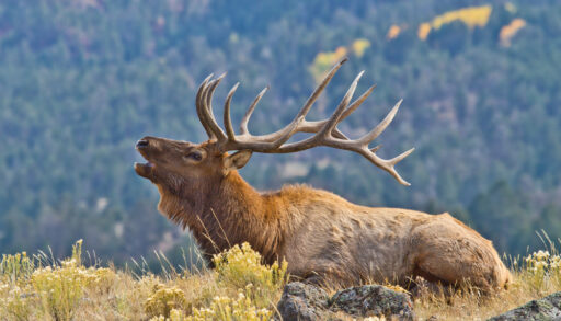 Close-up of an elk standing in a field of light green grass.