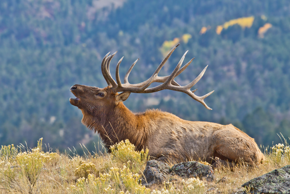 Close-up of an elk standing in a field of light green grass.