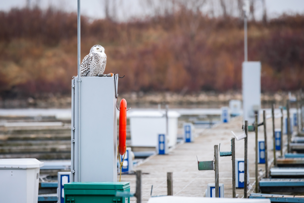 Female snowy owl perched on a post at a harbour pier.