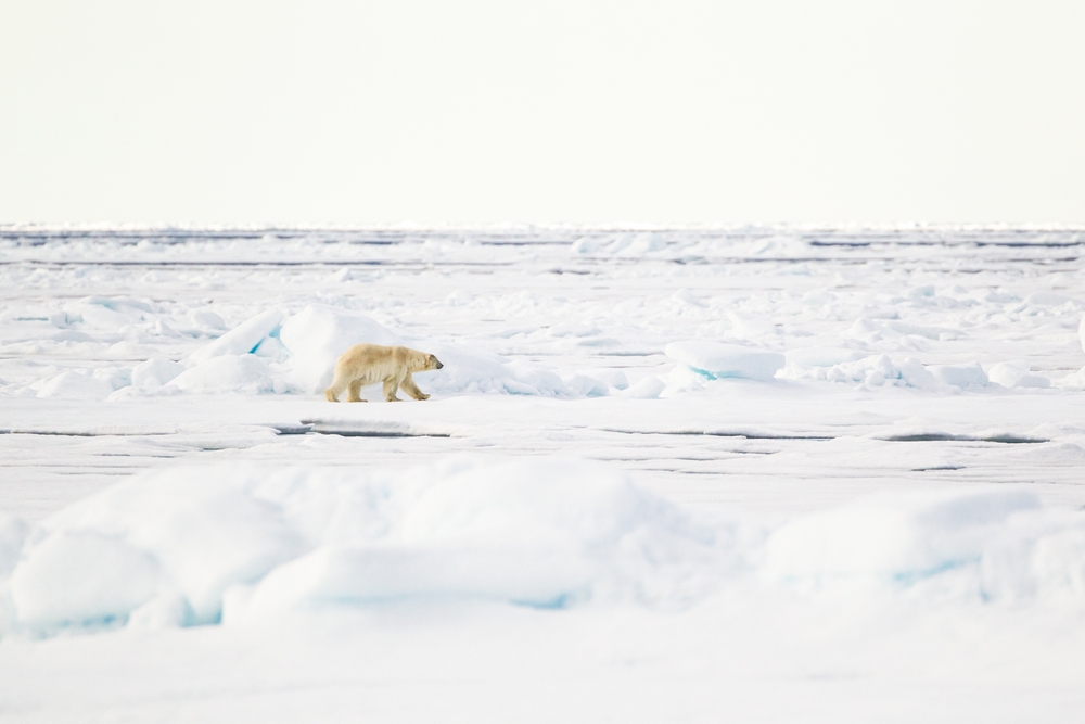 White polar bear walks the frozen tundra alone.
