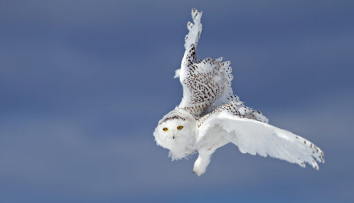 White, Snowy Owl flying against a blue-grey sky.