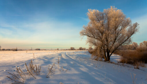 Frost-covered tree in a snowy field with the sun setting.