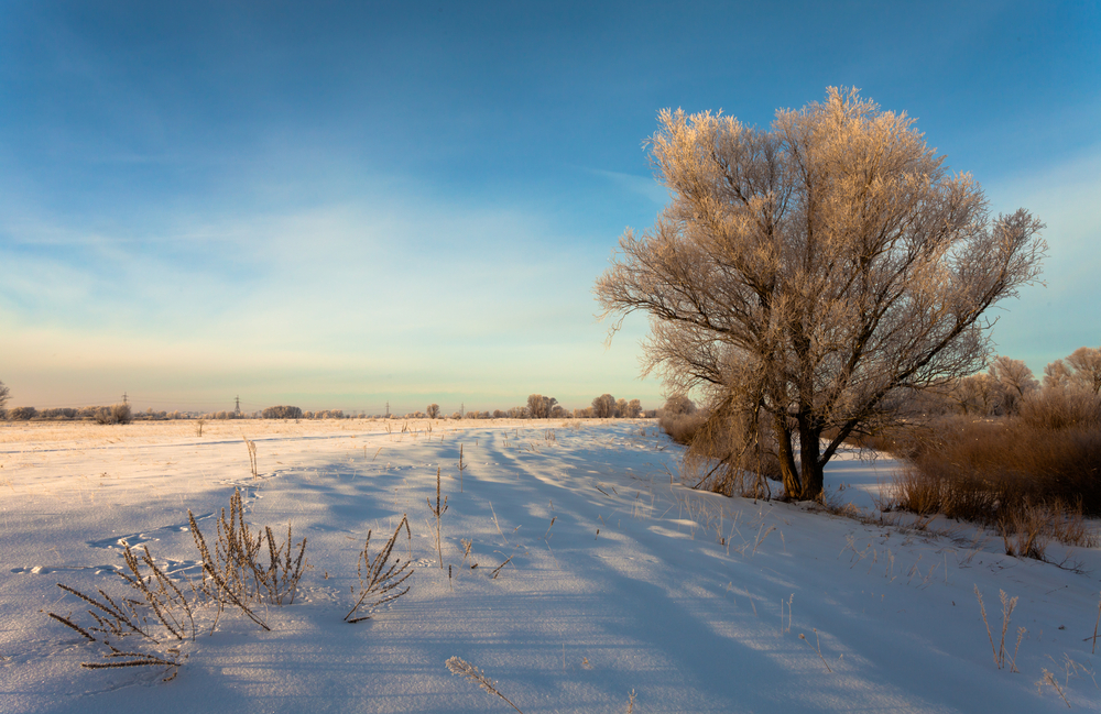 Frost-covered tree in a snowy field with the sun setting.