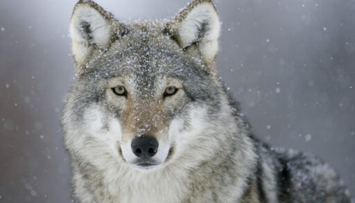Close-up of a grey wolf with snow falling in the background.