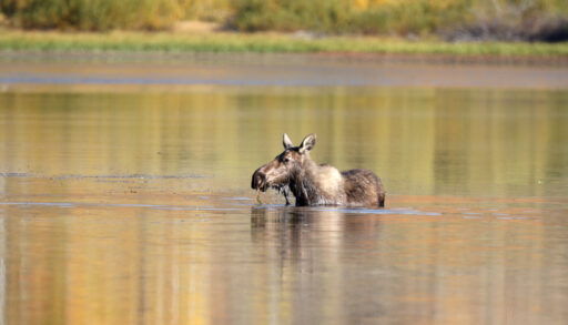 Brown cow moose standing in a pond.