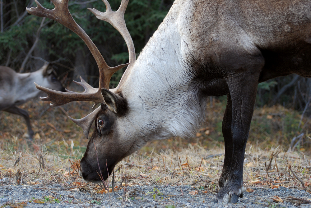 Close-up of a caribou feeding on grass.