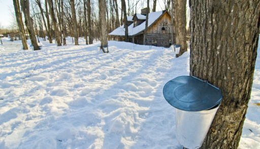 Metal bucket attached to a tree for maple syrup tapping, with a wooden sugar shack in the background.