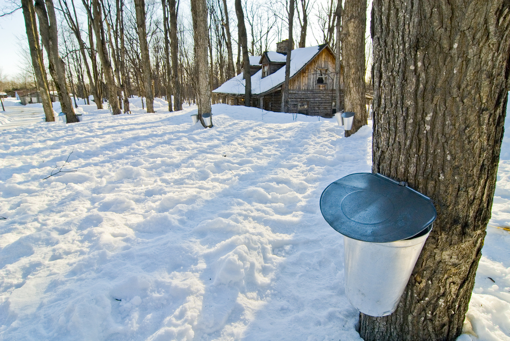 Metal bucket attached to a tree for maple syrup tapping, with a wooden sugar shack in the background.