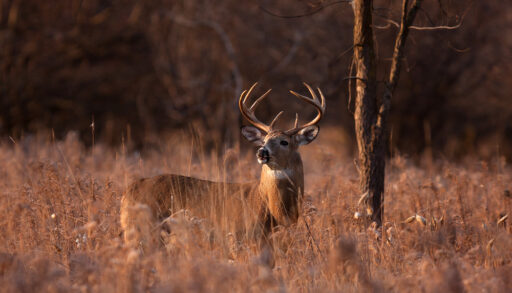 Whitetail deer buck standing near a tree in a brown field.