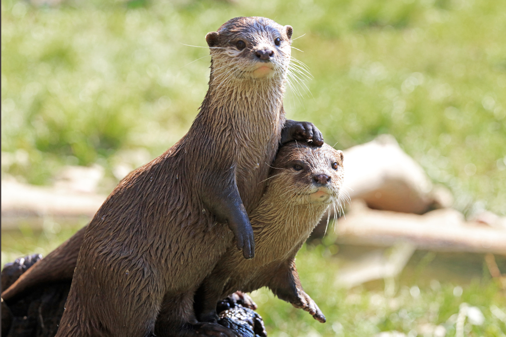 Pair of brown river otters with one standing and putting a paw on the head of the other.