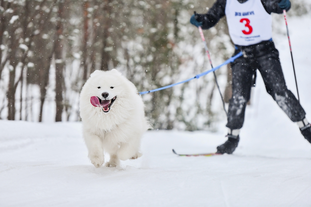 White dog attached with a leash to a person cross-country skiing.